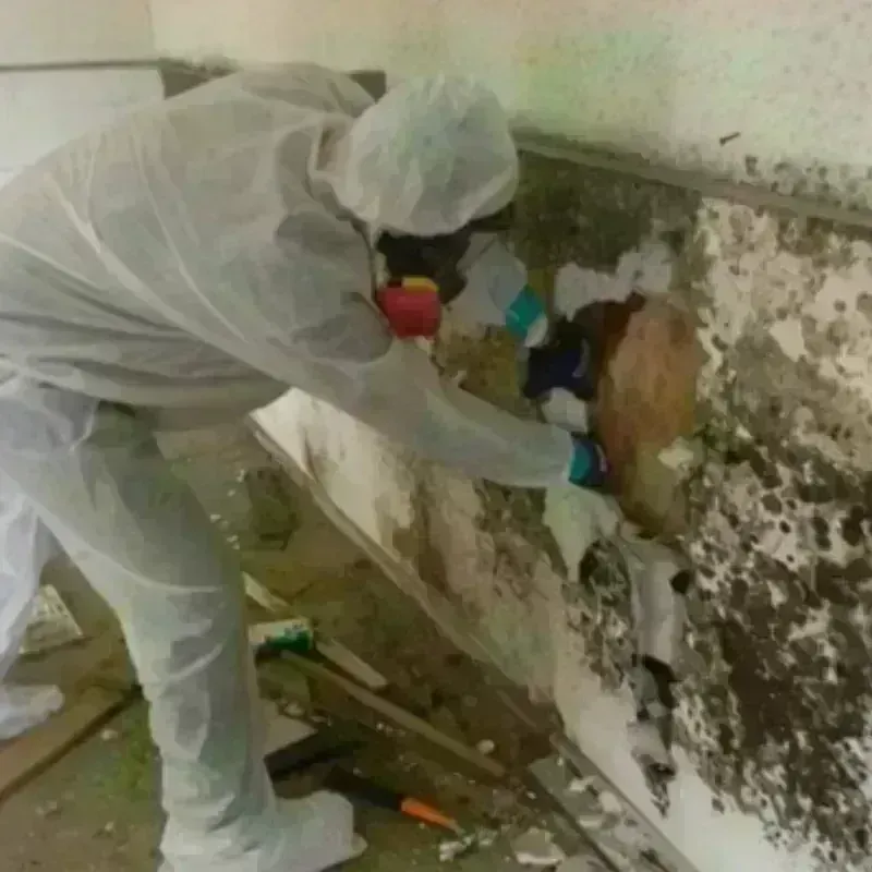 Mold Remediation and Removal in Capac, MI